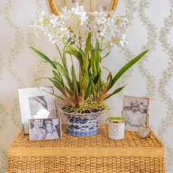 Year-round Decorations | Forever Blooms<Mrs. Alice Faux Dancing Lady Orchid in Chinoiserie Planter